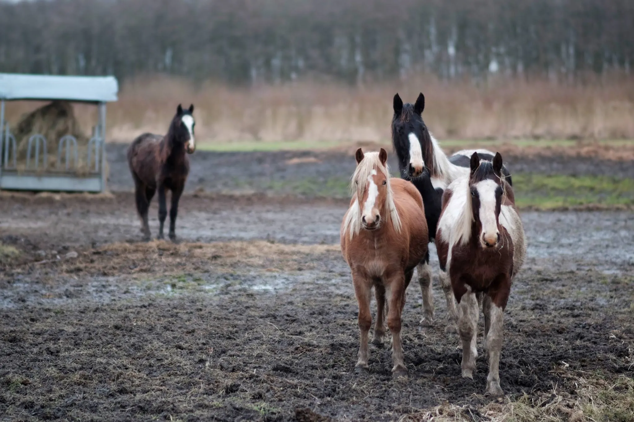 Autor: © Korneli Nastas. Alle Rechte vorbehalten